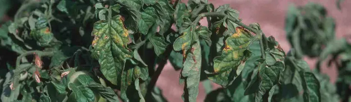 Tomato bushy stunt virus
