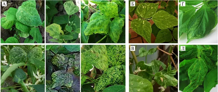 Bean common mosaic virus