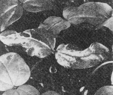 Cowpea aphid-borne mosaic virus