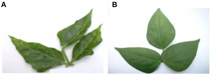 Cowpea mottle virus