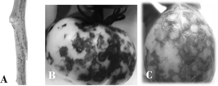 Tomato chlorosis virus