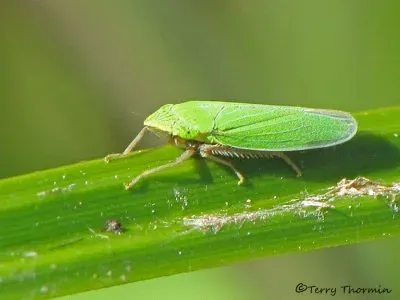 Leafhoppers