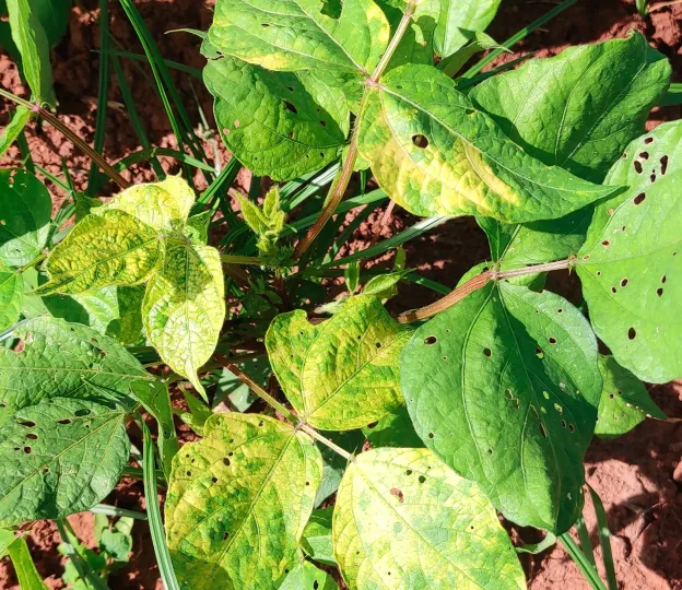 Mung bean yellow mosaic virus