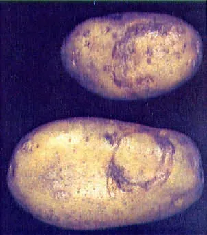Potato mop-top virus