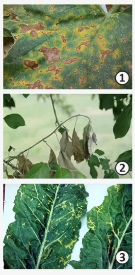Prunus necrotic ringspot virus
