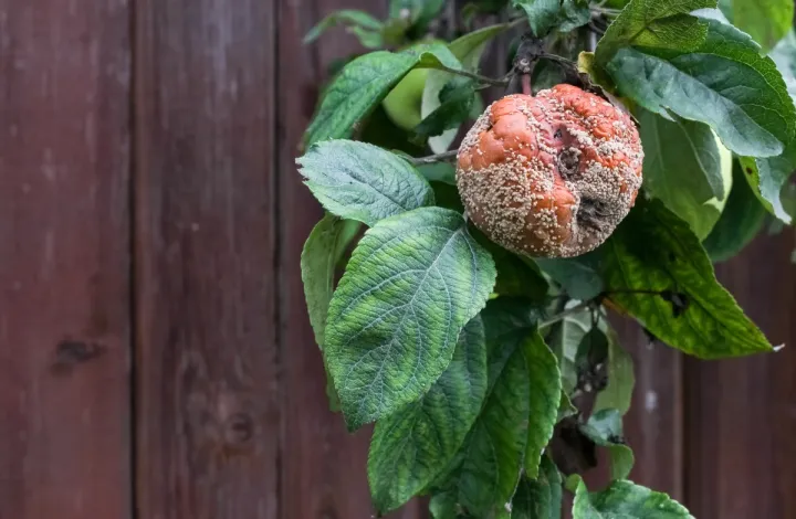 Blossom blight