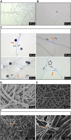Pythium oligandrum