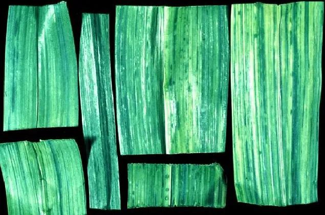 Leek yellow stripe virus