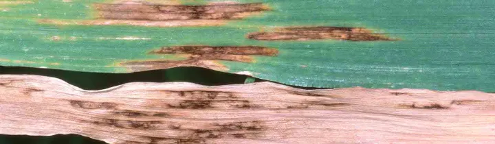 Net blotch of barley