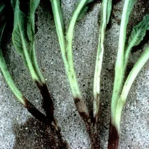 Black root rot
