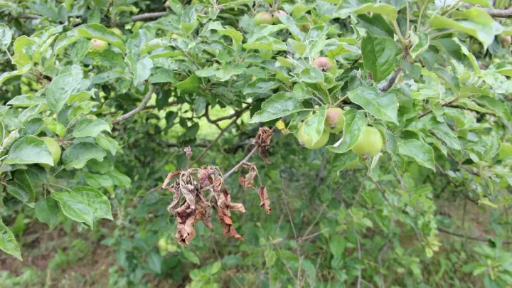 Blossom blight
