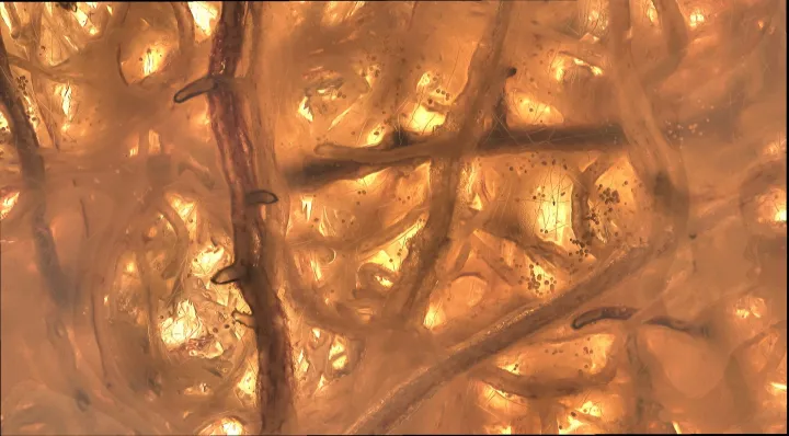 Phoma macrostoma
