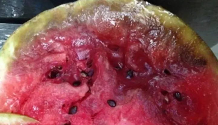 Bacterial fruit blotch