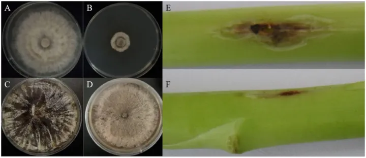Asparagus stem blight
