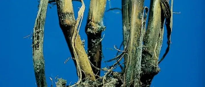 Eyespot
