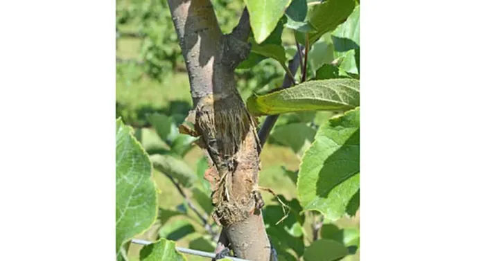 Apple bark canker