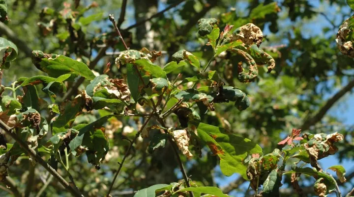 Apiognomonia errabunda