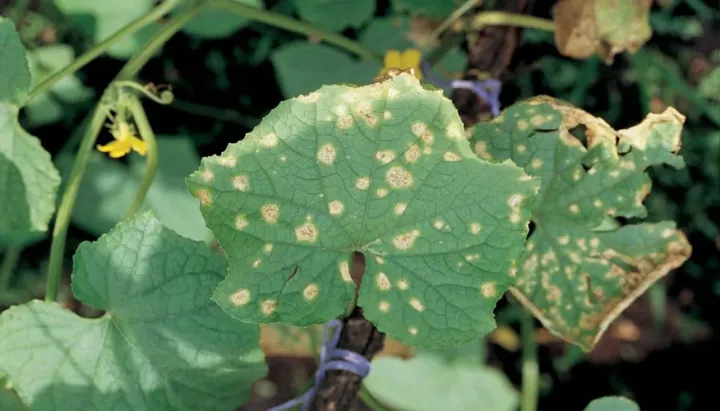 Downy mildew of cucurbits