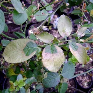 Hop downy mildew