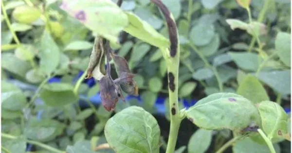 Seimatosporium blight