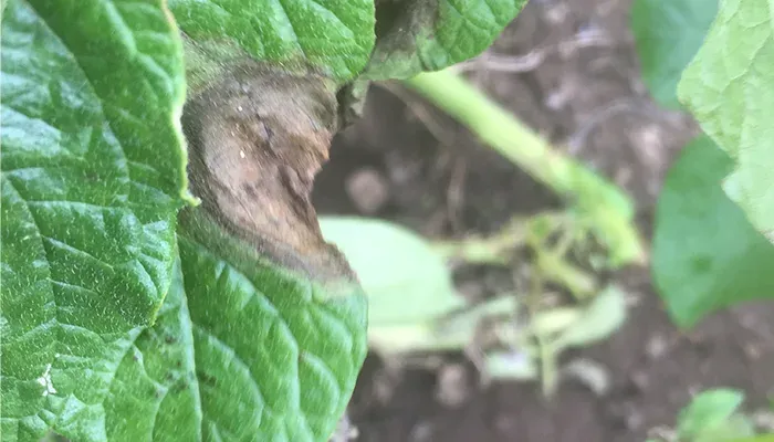Potato late blight