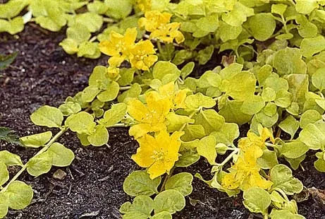Swamp loosestrife