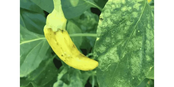 Chili veinal mottle virus