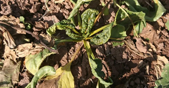 Spinach curly top virus