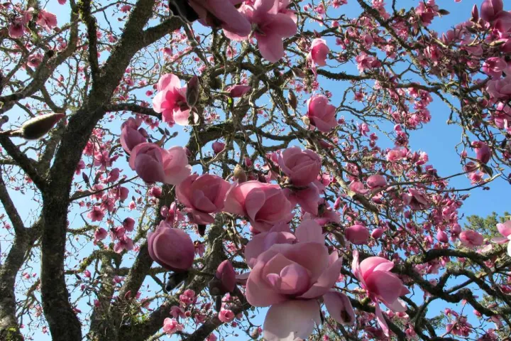 Magnolia hybrids