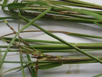 Rice sheath rot