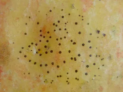 Apple flyspeck
