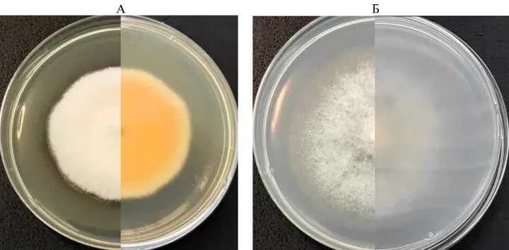 Fusarium incarnatum