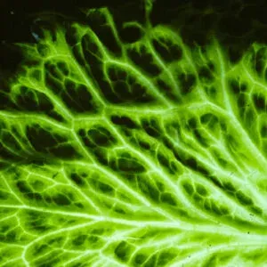 Lettuce ring necrosis virus