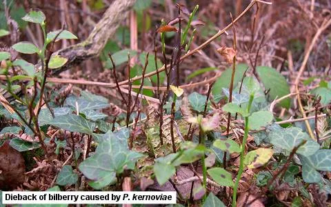 Phytophthora kernoviae