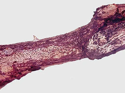 Coniothyrium