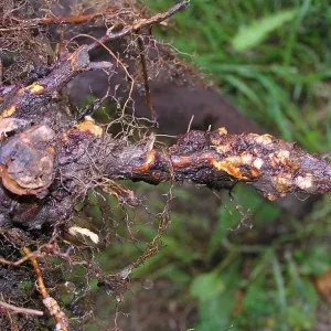 Rhizobium radiobacter