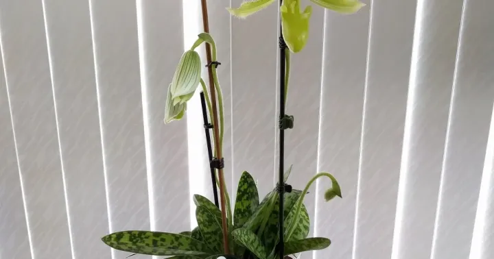 Paphiopedilum Maudiae