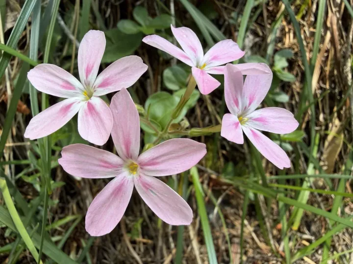 Phlox adsurgens