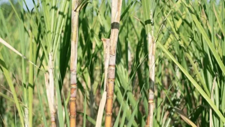 Fusarium sacchari