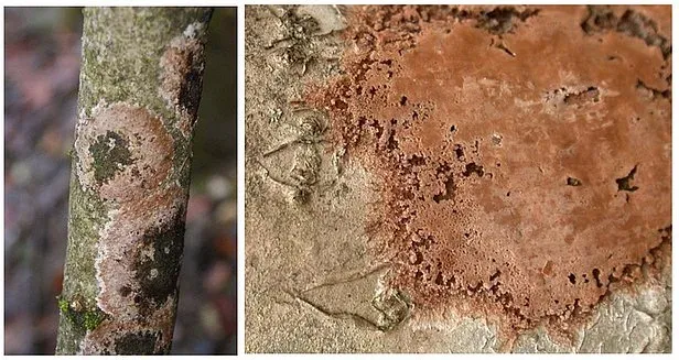 Septobasidiaceae