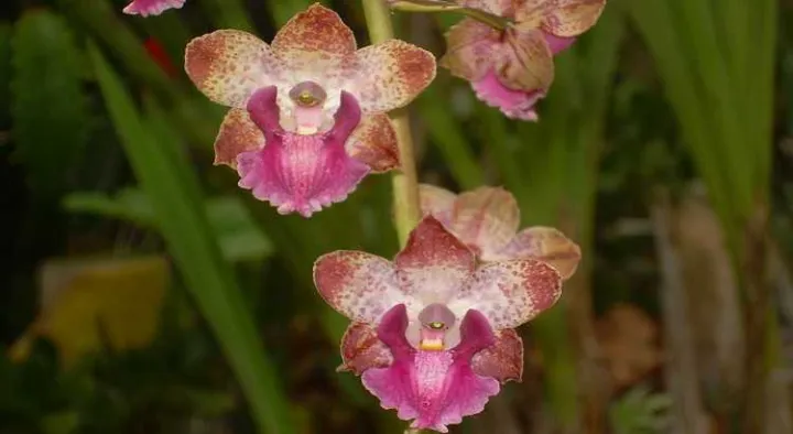 Cyrtopodium cipoense