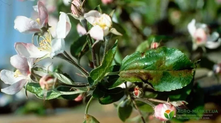 Physalospora canker