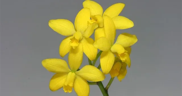 Cattleya briegeri