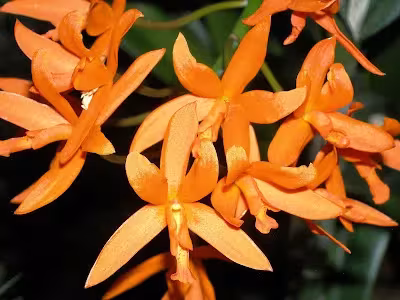 Cattleya cinnabarina