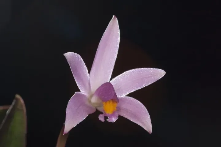Cattleya kettieana