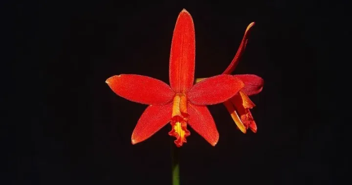 Cattleya milleri