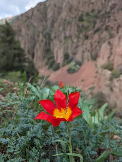 Tulipa vvedenskyi