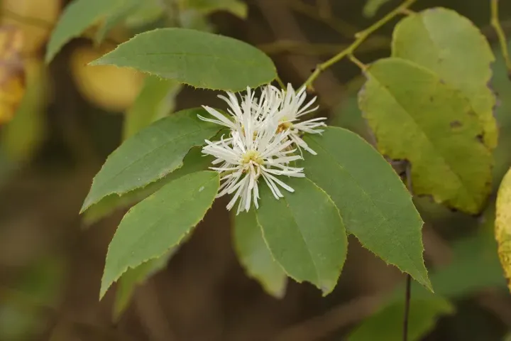 Loropetalum subcordatum
