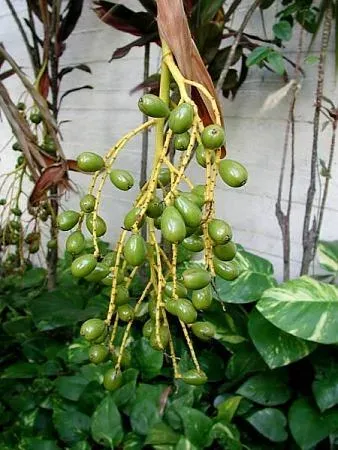 Pritchardia lowreyana