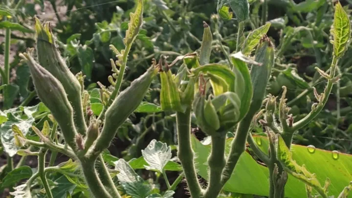 Tomato big bud phytoplasma
